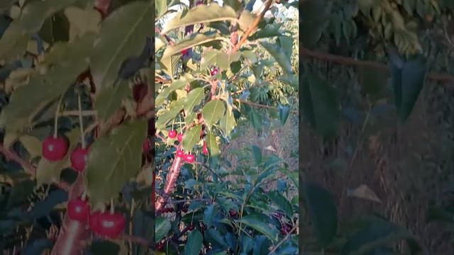 вишня сорта Любская смотреть онлайн