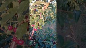 вишня сорта Любская