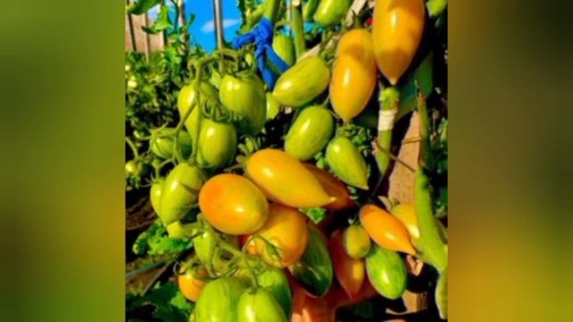 СТАРТ 🚀 по КОЛЛЕКЦИОННЫМ СОРТАМ ТОМАТОВ 🍅🍅🍅 2025 смотреть онлайн