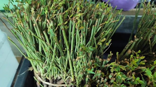 Начинаю зимнюю прививку роз. смотреть онлайн