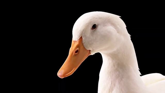 Обзор на видео с канала Black тема