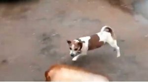 Собака бегает с бутылкой надутой, полной, когда она взорвалась собака упала в обморок бедная манюка