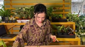 ОБЗОР 🪴распаковка поставки растений из Голландии 🌱(