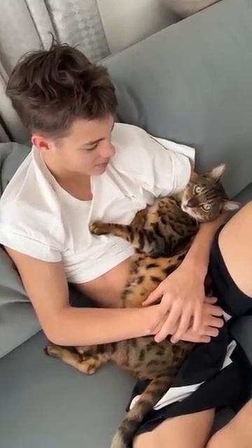 Кот Бенгал смотреть онлайн