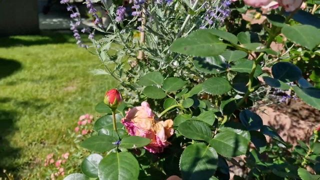 #модернарт #ModernArt #FloridaSunset #Tantau Восхитительная роза с ар