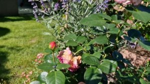 #модернарт #ModernArt #FloridaSunset #Tantau Восхитительная роза с ар