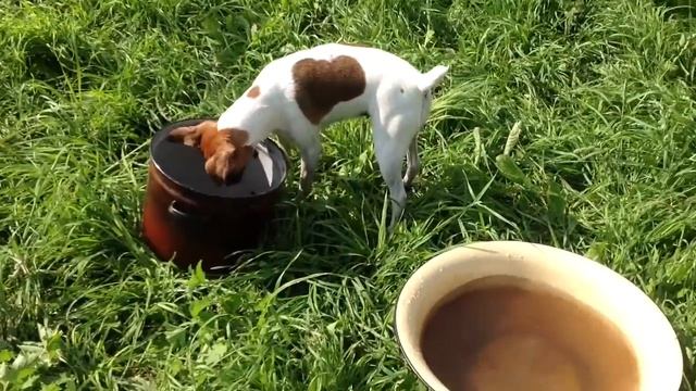 Прикольная собака-полоскун смотреть онлайн