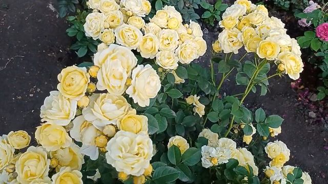 21 января 2025 г. смотреть онлайн