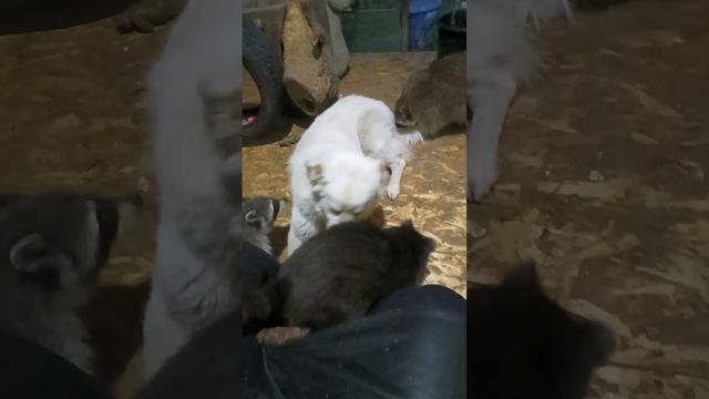 последняя игра Тоби с енотам  #помощьбездомнымживотным #ямыилюша #анапа #море #енотики #юмор