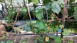 Прайм сидлис