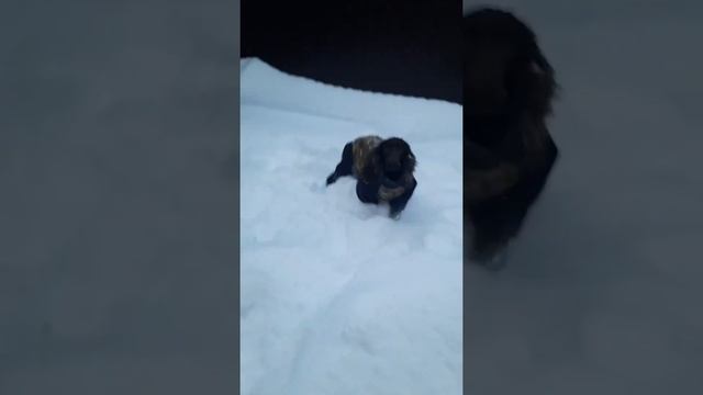 Выходной день с собакой 🐶🐕 #собака #спаниель #приколы #life #жизнь #vlog смотреть онлайн