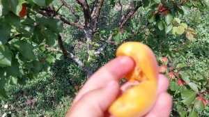 Самий ранній абрикос Магадор, Лука і Майя кот