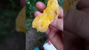 Слива Голден Плумза