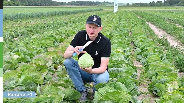Ранини F1 - отличный вариант ранней капусты