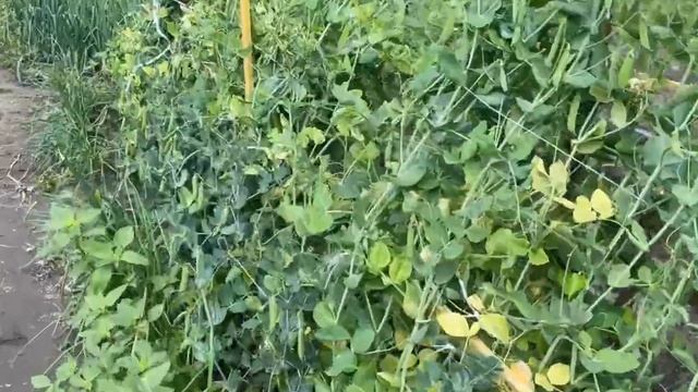 Вот и выросла моя ранняя капуста!!!👍 смотреть онлайн