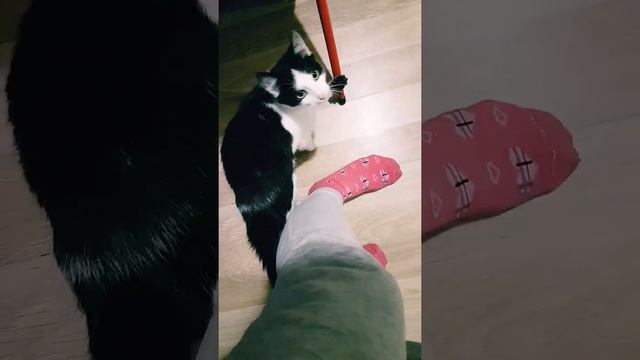 Кот напал на меня/Приколы 🤣🤣🤣🤯🤯🤯🤯. Еле успела ноги унести. смотреть онлайн