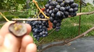 Виноград "Кумир" - перспективная позиция от Калугина В.