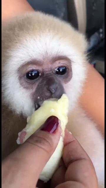 Monkey Милая обезьянка ест банан 🙈 #animals смотреть онлайн