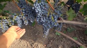 Виноград КАБЕРНЕ ФРАН и КАБЕРНЕ СОВИНЬОН. Плодоношени