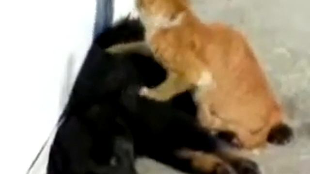 Рыжий кот делает массаж собаке смотреть онлайн