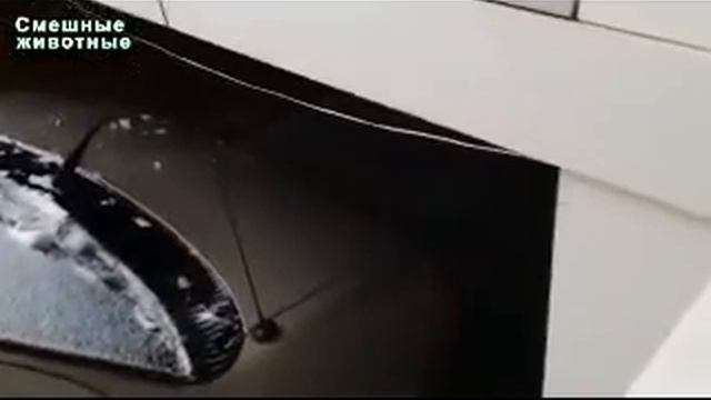 прикольные и смешные падения жывотных смотреть онлайн