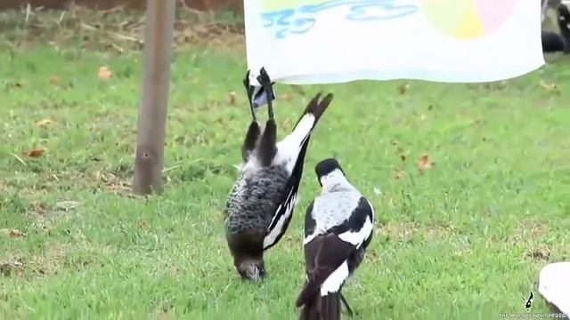 видео приколы февраль 2017 Большая подборка приколов за fails compilation 2017 смотреть онлайн