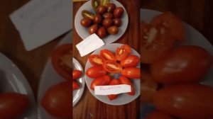 Томат Покоритель неба Фляшен Французский гроздевой О?