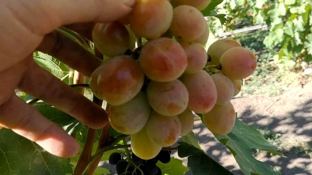 виноград Краснощёкий смотреть онлайн