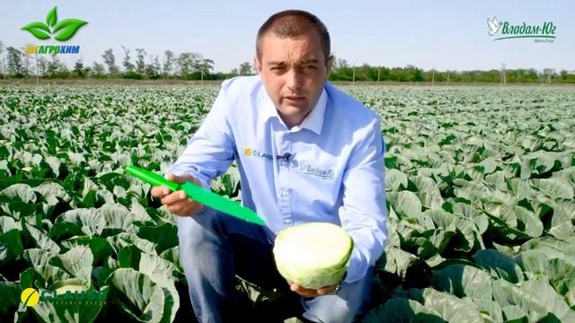 Сир F1 — Ранний и Надежный Гибрид Капусты!