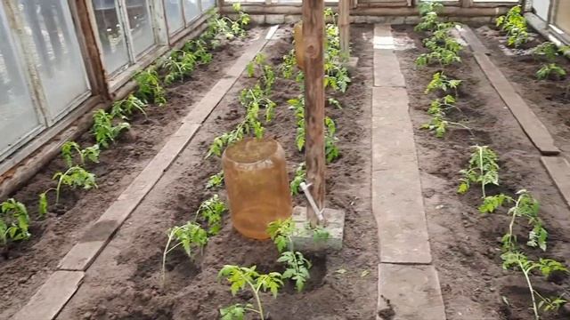 ТОМАТЫ!! 80 КОРНЕЙ. .. смотреть онлайн