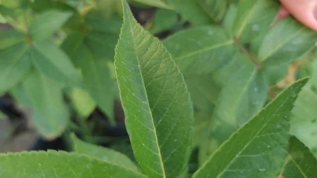 Роза Ватерлоо.