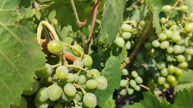 ВИНОГРАДНИК. ЗЕЛЕНЫЙ ВИНОГРАД МОЛДОВА И ЗВУКИ ВЕТРА. 10 смотреть онлайн