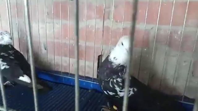 Sale of pigeons. Chile - sailors. // Продажа голубей. Чили - моряки. смотреть онлайн