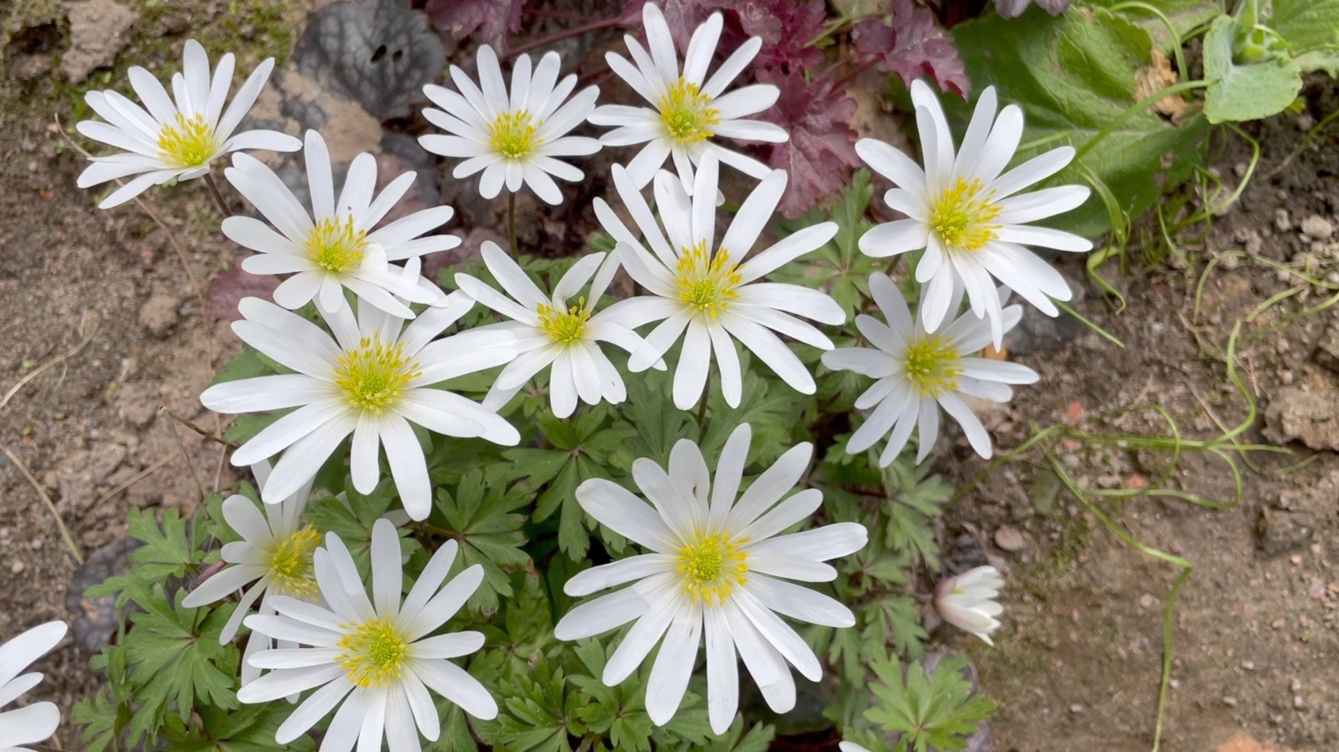 Май в Саду 10 и 15 мая 2025