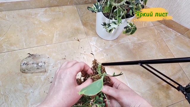 ШЕФЛЕРА: укоренение ВОЗДУШНОЙ ОТВОДКОЙ. Разбираем оши