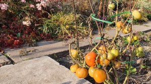 Томати з жовтими плодами.Сахара F1.Надійний гібрид для