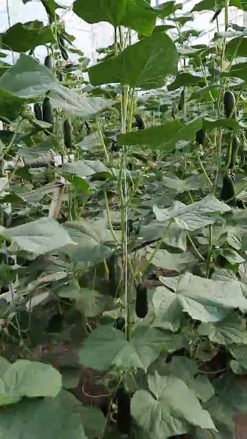 Огурцы Салах F1 фирма Хазера