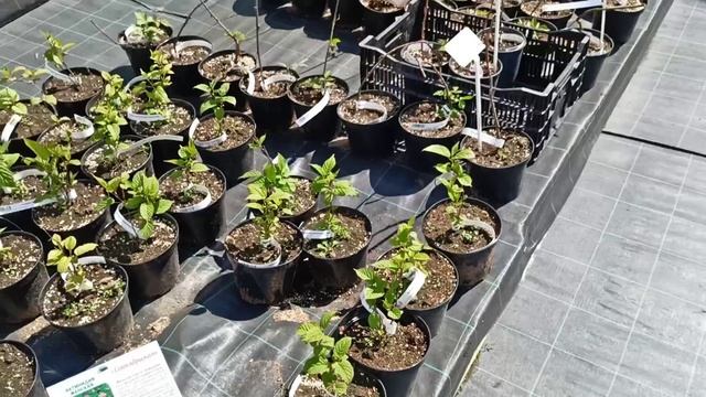 Выход в свет/ Купили немного, а ушла вся пенсия 😂 смотреть онлайн