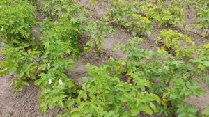 Картофель сорт Гала. урожай 2024