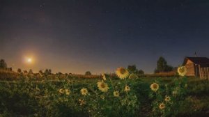 Красивая лирическая песня Перепёлка