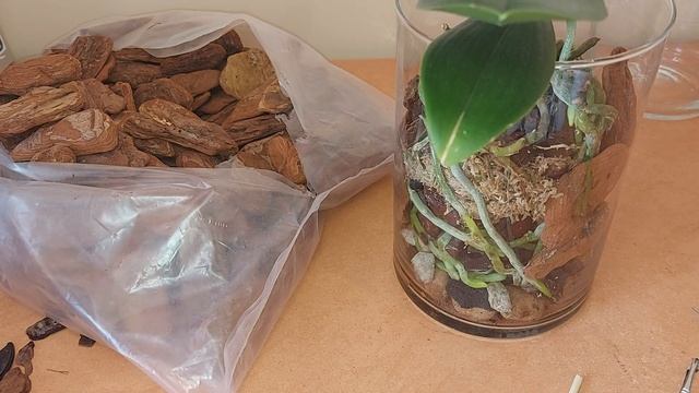 Перевалка орхидеи Marrakech Pelor в стеклянную  вазу 3л. Ответ