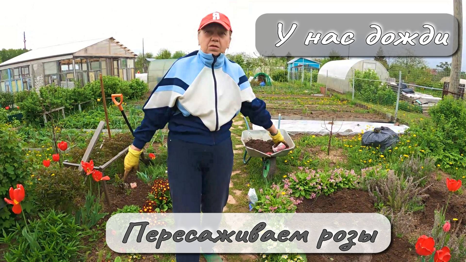 У НАС ДОЖДИ ПЕРЕСАЖИВАЕМ РОЗЫ смотреть онлайн