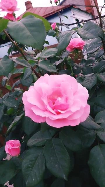 #цветы #краснодар смотреть онлайн