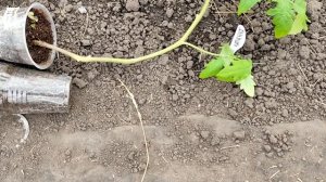 🍅🍅ЛУЧШИЙ СПОСОБ ВЫСАЖИВАНИЯ РАССАДЫ ТОМАТОВ С ДЛИН?