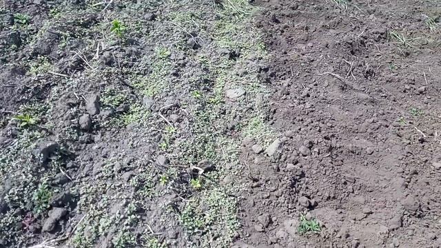 КАРТОШКУ ЗАКОНЧИЛА ПОЛОТЬ/БУДНИ СЕЛЯНОЧКИ смотреть онлайн