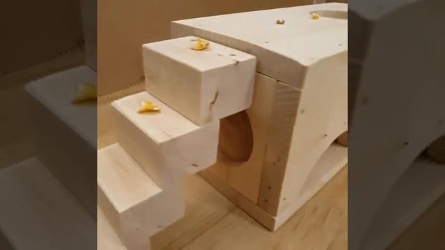 Белый сирийский хомяк. Домик для хомячка. Игровая площадка для сирийского хомяка. смотреть онлайн