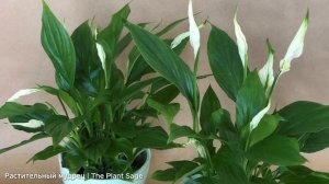 У СПАТИФИЛЛУМА ЛИСТЬЯ СКРУЧИВАЮТСЯ? СДЕЛАЙТЕ ЭТО ПРЯМ