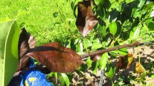 Чернеют листья на груше. Что это и чем лечить.