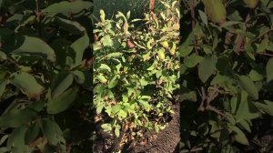 Стремительный рост жимолости (секретный способ)