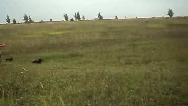 Курсинг Чебоксары